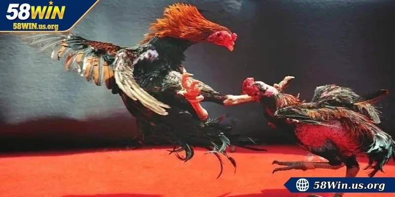 Quy định về sân bãi chọi gà cần biết